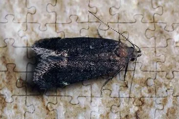 Syncopacma vinella