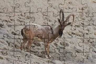 פאזל של Aegagrus blythi