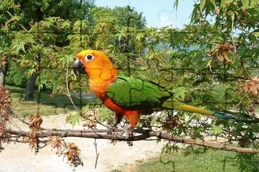 Conuro janday jigsaw puzzle