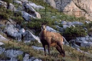 Camoscio alpino jigsaw puzzle