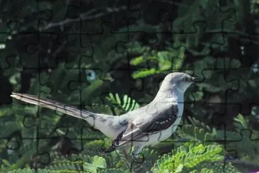 My beautiful bird neighbor