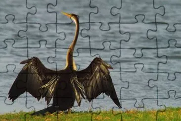 פאזל של Aninga asiatica