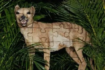 Tigre della tasmania jigsaw puzzle