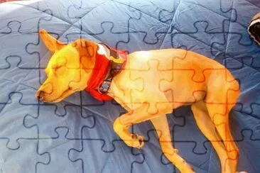 tokio dog jigsaw puzzle
