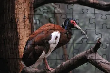 Ibis crestato di foresta