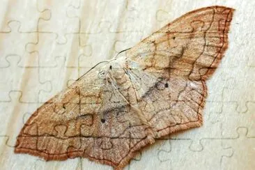 Scopula imitaria
