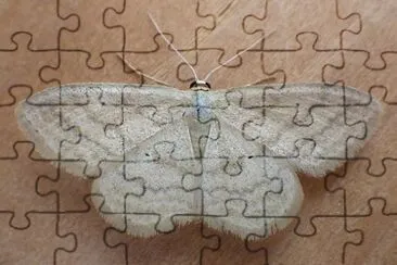 Scopula inductata