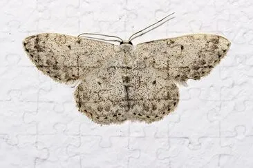 Scopula marginepunctata jigsaw puzzle