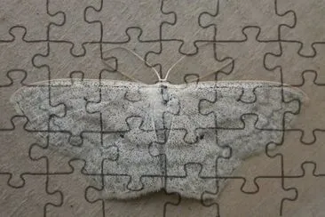Scopula nigropunctata jigsaw puzzle