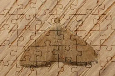 Scopula rubraria jigsaw puzzle