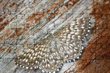 Scopula tesseralia