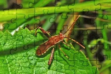 Camptopus lateralis