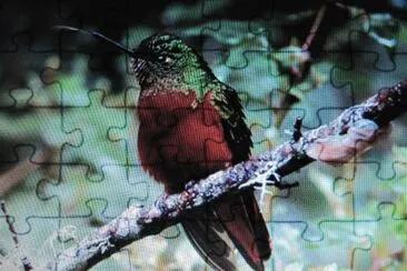 ColibrÃ¬ castano