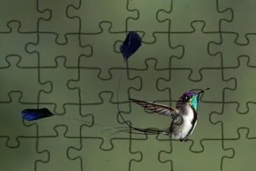 ColibrÃ¬ con coda a spatola