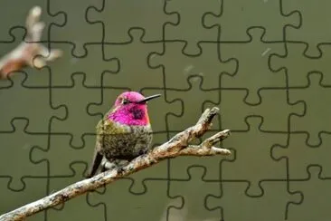 ColibrÃ¬ di anna