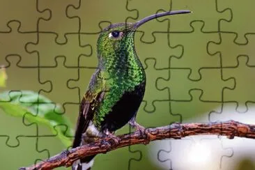 ColibrÃ¬ di lafresnaya