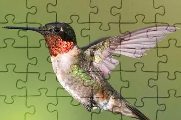 ColibrÃ¬ golarubino