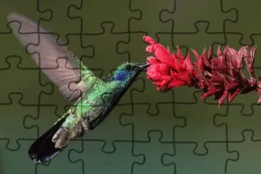 ColibrÃ¬ orecchieviola