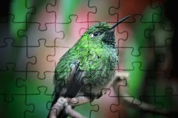 ColibrÃ¬ verde