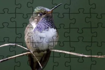 ColibrÃ¬ volcanero