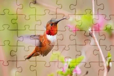 ColibrÃ¬ rosso