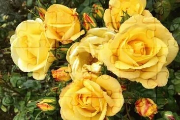 Yellow Roses Flowers