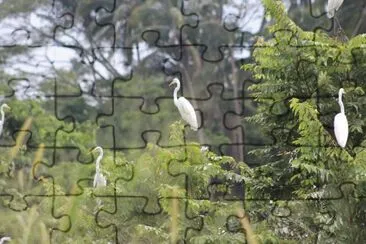 פאזל של Centla Tabasco 1