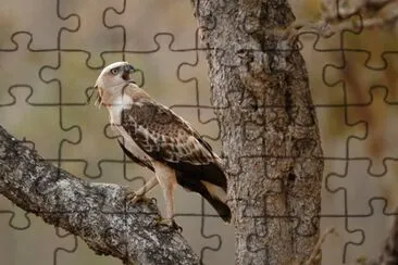 Cresta di falco aquila jigsaw puzzle