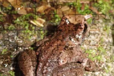 Con la coda jigsaw puzzle