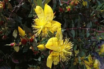 פאזל של Flor Tota