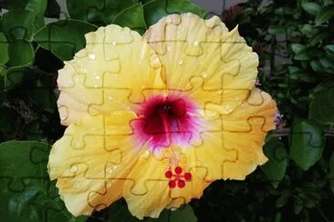 Cayena 5 jigsaw puzzle
