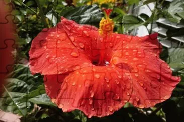 Cayena1 jigsaw puzzle