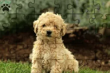 פאזל של Miniature poodle