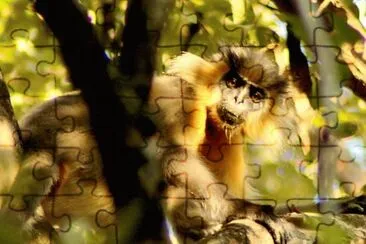 Capped langur