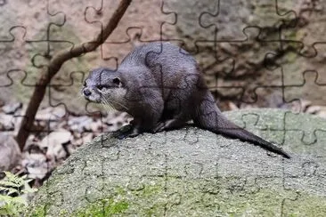 Lontra dalle piccole unghie orientale