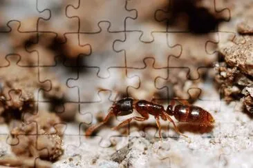 פאזל של Ponera coartata