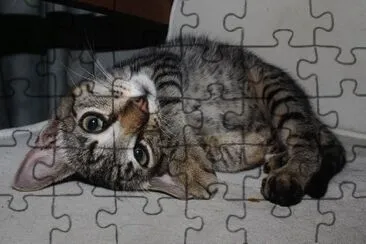 Mummy the nice cat