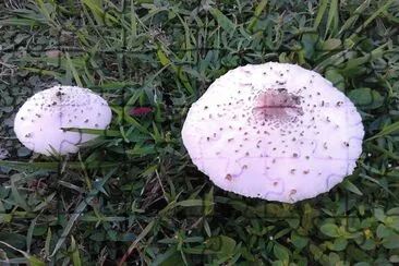 mushrooms in my garden jigsaw puzzle