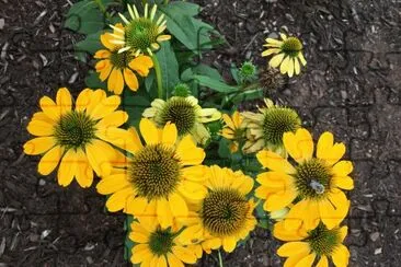 Flowers and Bee jigsaw puzzle