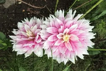 Garden: Pink flowers jigsaw puzzle