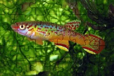 Aphyosemion callirium jigsaw puzzle