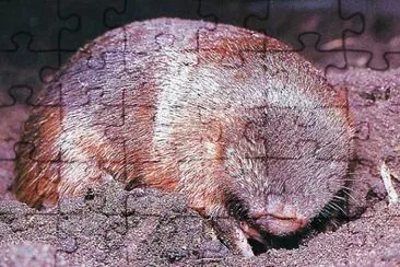 Talpa dorata gigante jigsaw puzzle