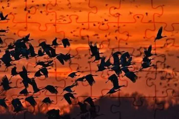 AVES