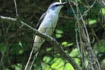 Minivet groppabruna