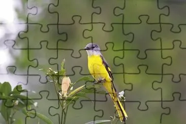 Minivet mentogrigio