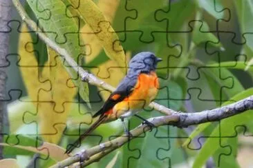 Minivet piccolo