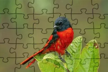 Minivet scarlatto