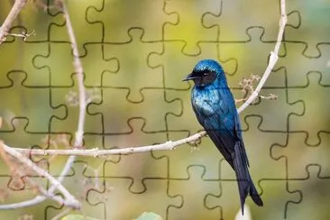 Drongo bronzeo