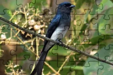 Drongo ventrebianco