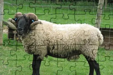 Norfolk horn jigsaw puzzle